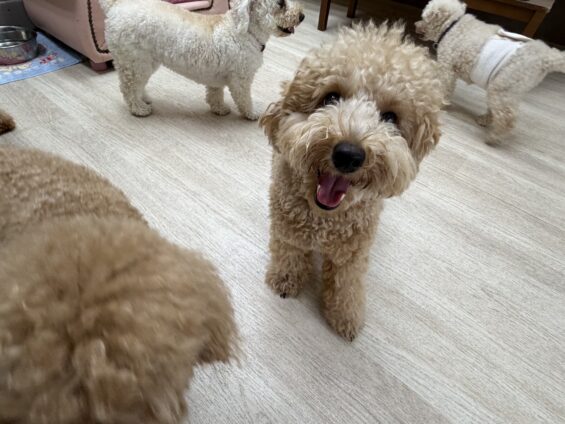 ヌーノクラブ　犬のペットホテル　東京　中野区　フリースペースでのびのび　お預かり中　トイプードルのパディ