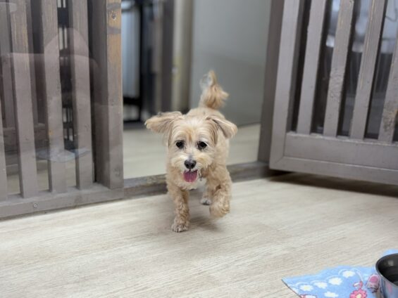 ヌーノクラブ 犬のペットホテル 東京 中野区 フリースペースでのびのび お預かり中 マルプーのヒメ
