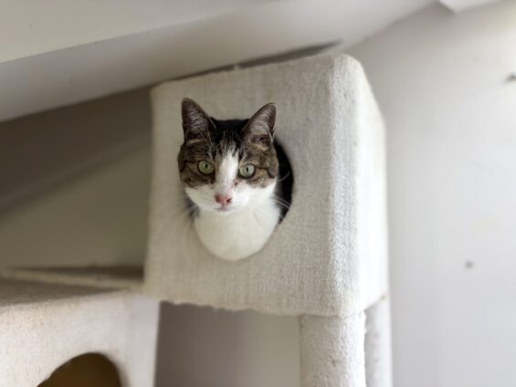 ヌーノクラブ 猫専用ペットホテル 都内 中野区 フリースペースでのびのび お預り中の猫ちゃん ミックスのリネン
