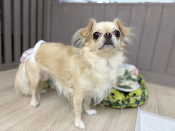 ヌーノクラブ 犬のペットホテル 東京 中野区 フリースペースでのびのび お預かり中 チワワのみる