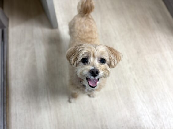 ヌーノクラブ 犬のペットホテル 東京 中野区 フリースペースでのびのび お預かり中 マルプーのヒメ