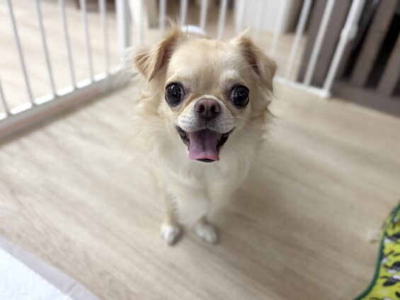 ヌーノクラブ 犬のペットホテル 東京 中野区 フリースペースでのびのび お預かり中 チワワのみる