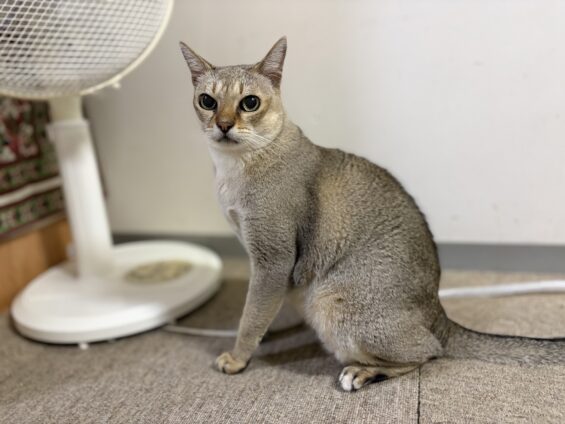 ヌーノクラブ　猫専用ペットホテル　都内　中野区　フリースペースでのびのび　お預り中の猫ちゃん　シンガプーラの太郎