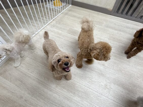 ヌーノクラブ　犬のペットホテル　東京　中野区　フリースペースでのびのび　お預かり中　トイプードルのアニー