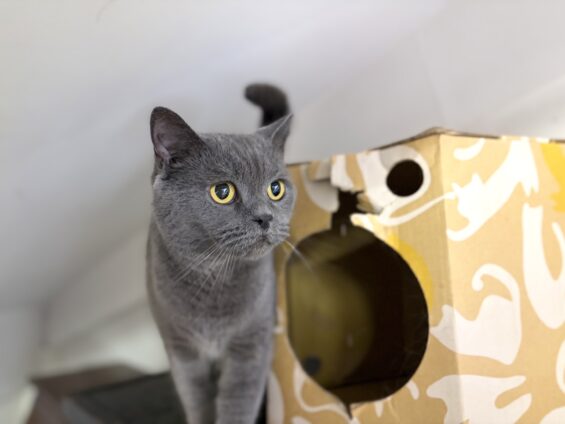 ヌーノクラブ　猫専用ペットホテル　都内　中野区　フリースペースでのびのび　お預り中の猫ちゃん　ブリティッシュショートヘアのハク