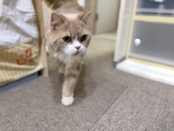 ヌーノクラブ　猫専用ペットホテル　都内　中野区　フリースペースでのびのび　お預り中の猫ちゃん　スコティッシュフォールドのメル