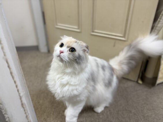 ヌーノクラブ　猫専用ペットホテル　都内　中野区　フリースペースでのびのび　お預り中の猫ちゃん　スコティッシュフォールドのもも