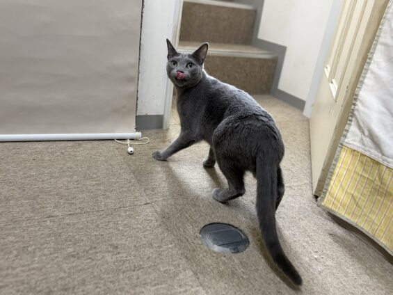 ヌーノクラブ　猫専用ペットホテル　都内　中野区　フリースペースでのびのび　お預り中の猫ちゃん　ロシアンブルーのぐりちゃん
