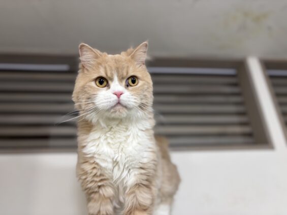 ヌーノクラブ　猫専用ペットホテル　都内　中野区　フリースペースでのびのび　お預り中の猫ちゃん　スコティッシュフォールドのメル