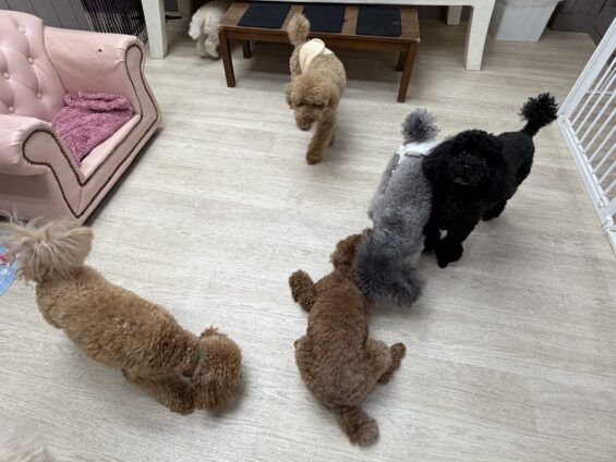 ヌーノクラブ 犬のペットホテル 東京 中野区 フリースペースでのびのび お預かり中 トイプードルのもも、マル、ごま