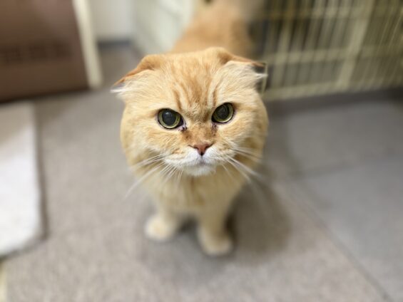 ヌーノクラブ　猫専用ペットホテル　都内　中野区　フリースペースでのびのび　お預り中の猫ちゃん　スコティッシュフォールドのきなこ