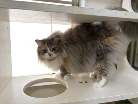 ヌーノクラブ　猫専用ペットホテル　都内　中野区　フリースペースでのびのび　お預り中の猫ちゃん　スコティッシュフォールドのひかり