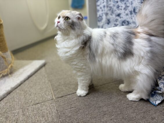 ヌーノクラブ　猫専用ペットホテル　都内　中野区　フリースペースでのびのび　お預り中の猫ちゃん　スコティッシュフォールドのもも