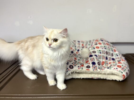 ヌーノクラブ 猫専用ペットホテル 都内 中野区 フリースペースでのびのび お預り中の猫ちゃん ラガマフィンのもふ