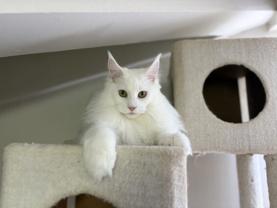 ヌーノクラブ　猫専用ペットホテル　都内　中野区　フリースペースでのびのび　お預り中の猫ちゃん　メインクーンのネージュ