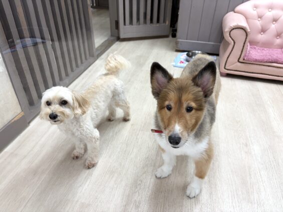 ヌーノクラブ 犬のペットホテル 東京 中野区 フリースペースでのびのび お預かり中 マルプーのサクラ、シェルティーのゆず