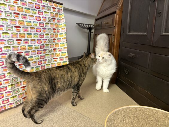 ヌーノクラブ　猫専用ペットホテル　都内　中野区　フリースペースでのびのび　お預り中の猫ちゃん　ミックスのココ