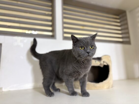 ヌーノクラブ　猫専用ペットホテル　都内　中野区　フリースペースでのびのび　お預り中の猫ちゃん　ブリティッシュショートヘアのハク