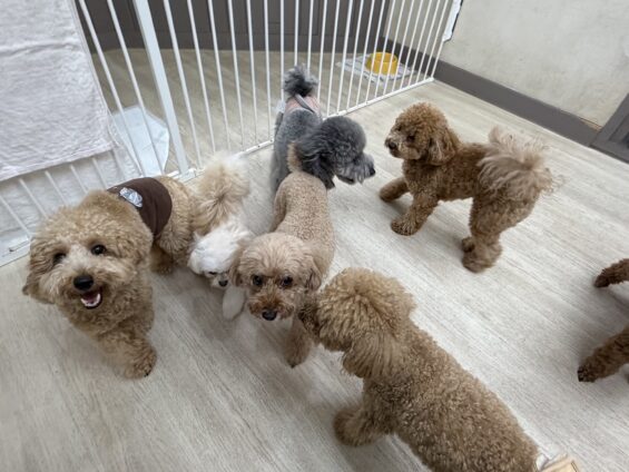 ヌーノクラブ　犬のペットホテル　東京　中野区　フリースペースでのびのび　お預かり中　トイプードルのパディ