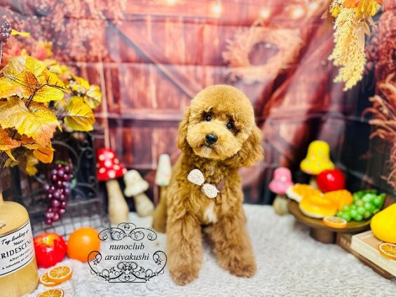 ペットサロン、ヌーノクラブ、可愛くリーズナブルにトリミング ペットサロン、ヌーノクラブ、可愛くリーズナブルにトリミング