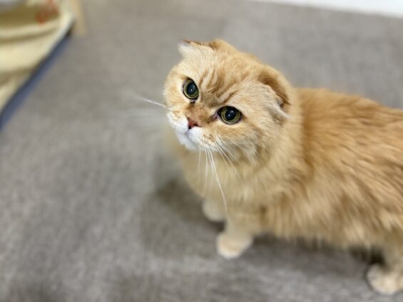 ヌーノクラブ　猫専用ペットホテル　都内　中野区　フリースペースでのびのび　お預り中の猫ちゃん　スコティッシュフォールドのきなこ