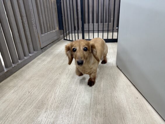 ヌーノクラブ 犬のペットホテル 東京 中野区 フリースペースでのびのび お預かり中 ミニチュアダックスフントのアン