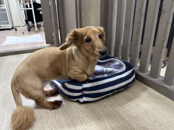 ヌーノクラブ 犬のペットホテル 東京 中野区 フリースペースでのびのび お預かり中 ミニチュアダックスフントのアン