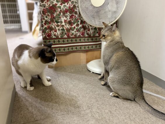 ヌーノクラブ　猫専用ペットホテル　都内　中野区　フリースペースでのびのび　お預り中の猫ちゃん　シンガプーラの太郎