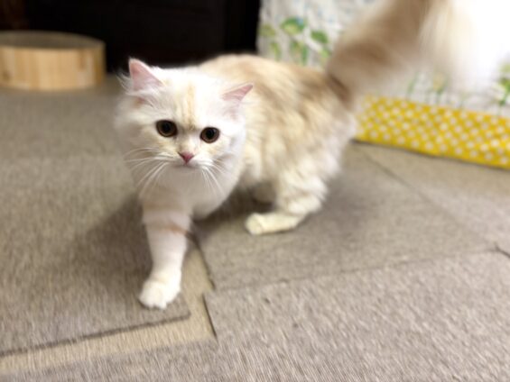 ヌーノクラブ 猫専用ペットホテル 都内 中野区 フリースペースでのびのび お預り中の猫ちゃん ラガマフィンのもふ