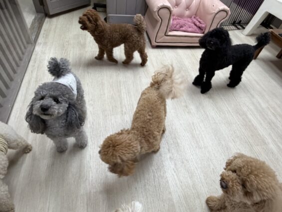 ヌーノクラブ 犬のペットホテル 東京 中野区 フリースペースでのびのび お預かり中 トイプードルのもも、マル、ごま