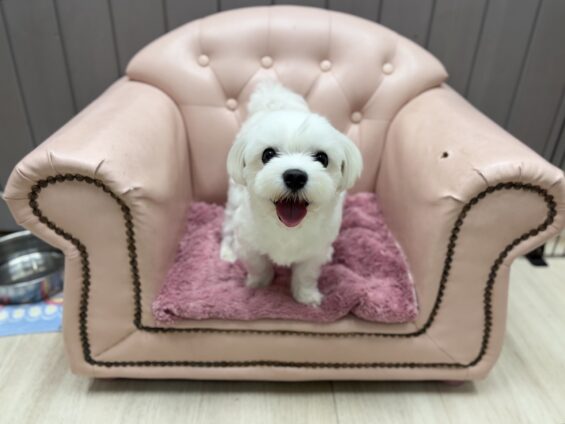 ヌーノクラブ 犬のペットホテル 東京 中野区 フリースペースでのびのび お預かり中 マルチーズのいと