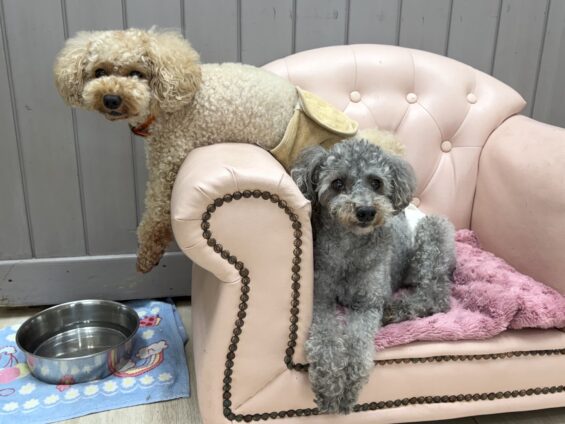 ヌーノクラブ 犬のペットホテル 東京 中野区 フリースペースでのびのび お預かり中 トイプードルのハル和栗