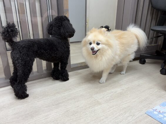 ヌーノクラブ　犬のペットホテル　東京　中野区　フリースペースでのびのび　お預かり中　ポメラニアンのリリィ