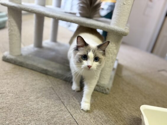ヌーノクラブ 猫専用ペットホテル 都内 中野区 フリースペースでのびのび お預り中の猫ちゃん ラグドールのルイ