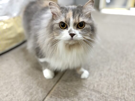 ヌーノクラブ　猫専用ペットホテル　都内　中野区　フリースペースでのびのび　お預り中の猫ちゃん　スコティッシュフォールドのひかり