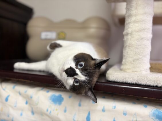 ヌーノクラブ　猫専用ペットホテル　都内　中野区　フリースペースでのびのび　お預り中の猫ちゃん　ミックスのチョコレート