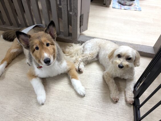 ヌーノクラブ 犬のペットホテル 東京 中野区 フリースペースでのびのび お預かり中 マルプーのサクラ、シェルティーのゆず
