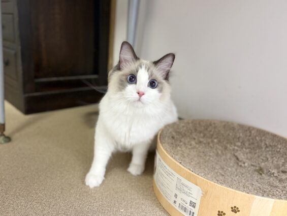 ヌーノクラブ 猫専用ペットホテル 都内 中野区 フリースペースでのびのび お預り中の猫ちゃん ラグドールのルイ