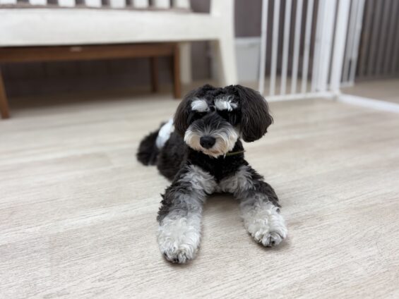 ヌーノクラブ 犬のペットホテル 東京 中野区 フリースペースでのびのび お預かり中 シュナウザーのジョニー