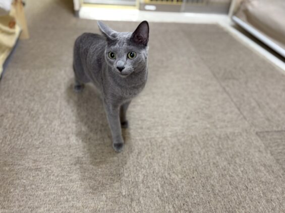 ヌーノクラブ　猫専用ペットホテル　都内　中野区　フリースペースでのびのび　お預り中の猫ちゃん　ロシアンブルーのぐり