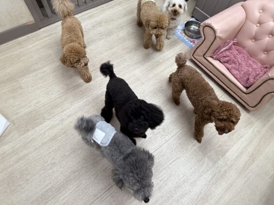 ヌーノクラブ 犬のペットホテル 東京 中野区 フリースペースでのびのび お預かり中 トイプードルのもも、マル、ごま