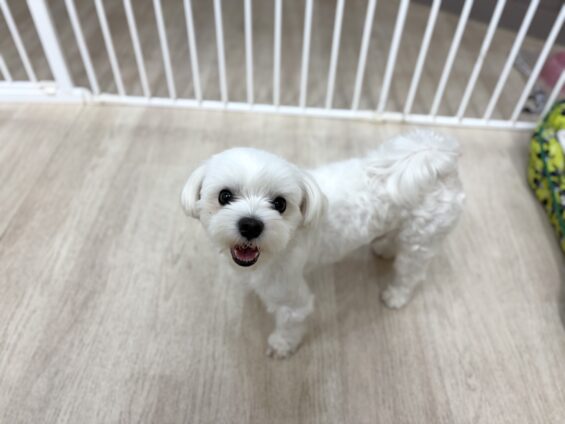 ヌーノクラブ 犬のペットホテル 東京 中野区 フリースペースでのびのび お預かり中 マルチーズのいと