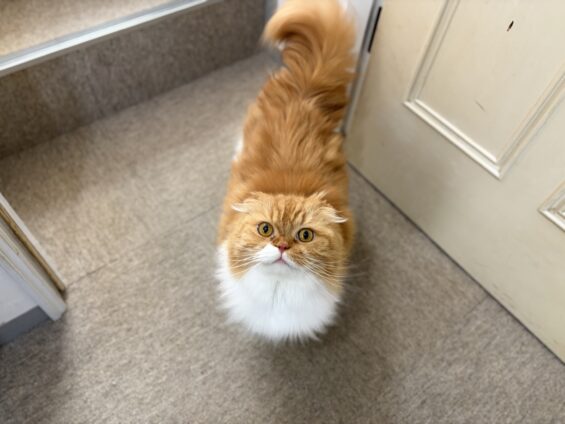 ヌーノクラブ 猫専用ペットホテル 都内 中野区 フリースペースでのびのび お預り中の猫ちゃん スコティッシュフォールドのモカ