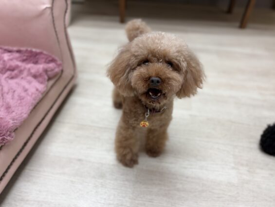 ヌーノクラブ 犬のペットホテル 東京 中野区 フリースペースでのびのび お預かり中 トイプードルのモカ