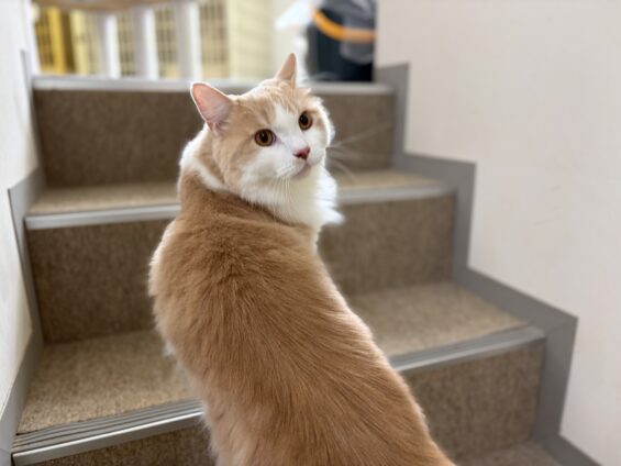 ヌーノクラブ　猫専用ペットホテル　都内　中野区　フリースペースでのびのび　お預り中の猫ちゃん　ラガマフィンのマロン