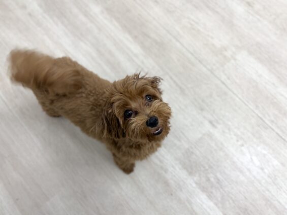 ヌーノクラブ 犬のペットホテル 東京 中野区 フリースペースでのびのび お預かり中 マルプーのココ