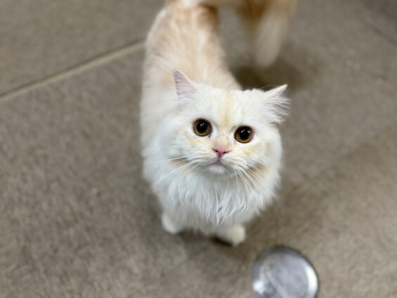 ヌーノクラブ 猫専用ペットホテル 都内 中野区 フリースペースでのびのび お預り中の猫ちゃん ラガマフィンのもふ