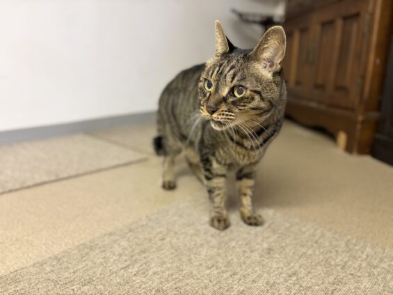 ヌーノクラブ 猫専用ペットホテル 都内 中野区 フリースペースでのびのび お預り中の猫ちゃん キジトラのリク