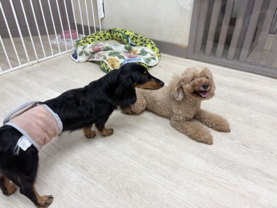 ヌーノクラブ 犬のペットホテル 東京 中野区 フリースペースでのびのび お預かり中 トイプードルのアニー