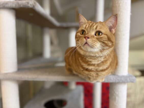 ヌーノクラブ　猫専用ペットホテル　都内　中野区　フリースペースでのびのび　お預り中の猫ちゃん　マンチカンのマータン